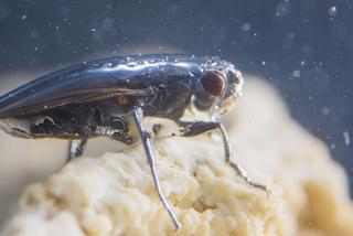 Réf. 197 626 : Ephydra hians